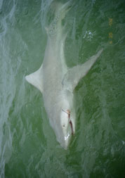 Bull Shark at Boca Grande